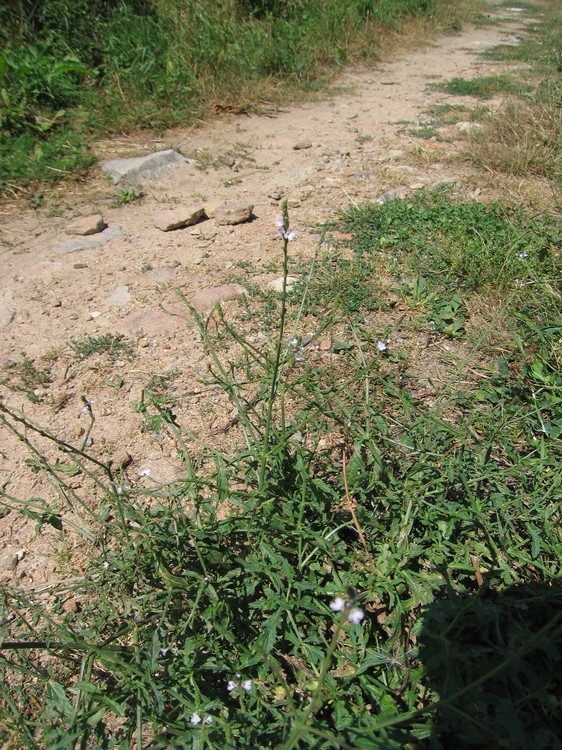 Verbena officinalis